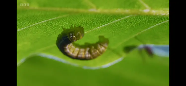 Caterpillar sp. () as shown in Wild Isles - Woodland